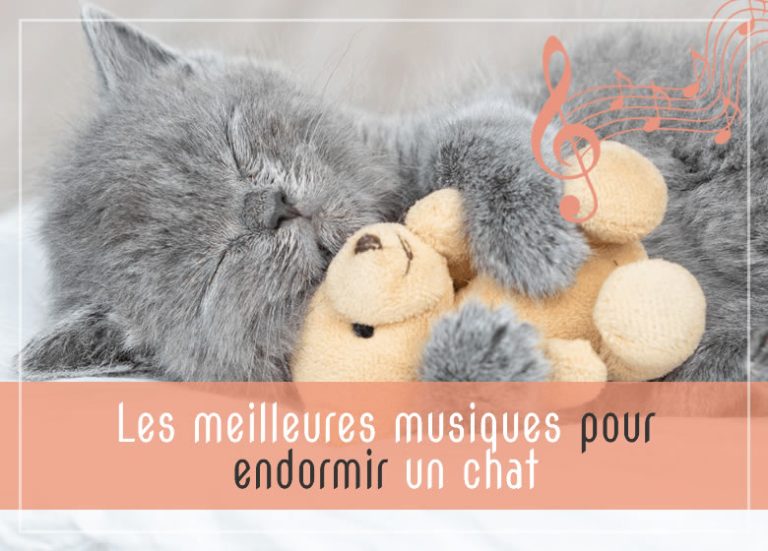 Les Meilleures Musiques Pour Endormir Un Chat Monchat Ca