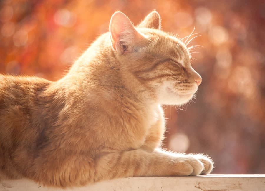 8 Choses Que Votre Chat Aime Monchat Ca