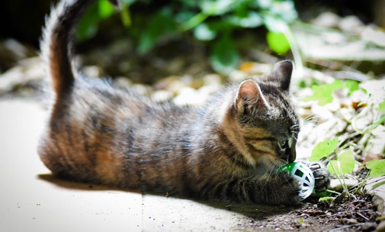 Ce Que La Queue De Votre Chat Vous Revele Language Position Et Signification Monchat Ca