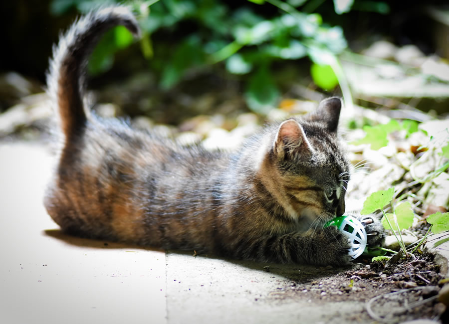 Ce Que La Queue De Votre Chat Vous Revele Language Position Et Signification Monchat Ca