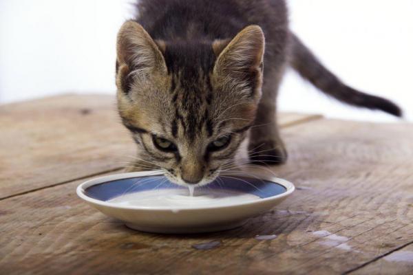 Les Chats Peuvent Ils Boire Du Lait Toute La Verite Monchat Ca