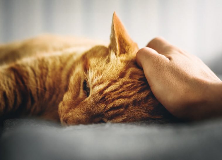 Mon Chat Vomit Souvent Causes Traitement Et Prévention