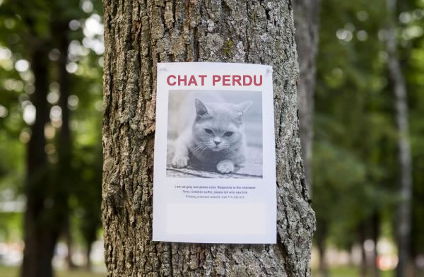 Comment Retrouver Un Chat Disparu Monchat Ca