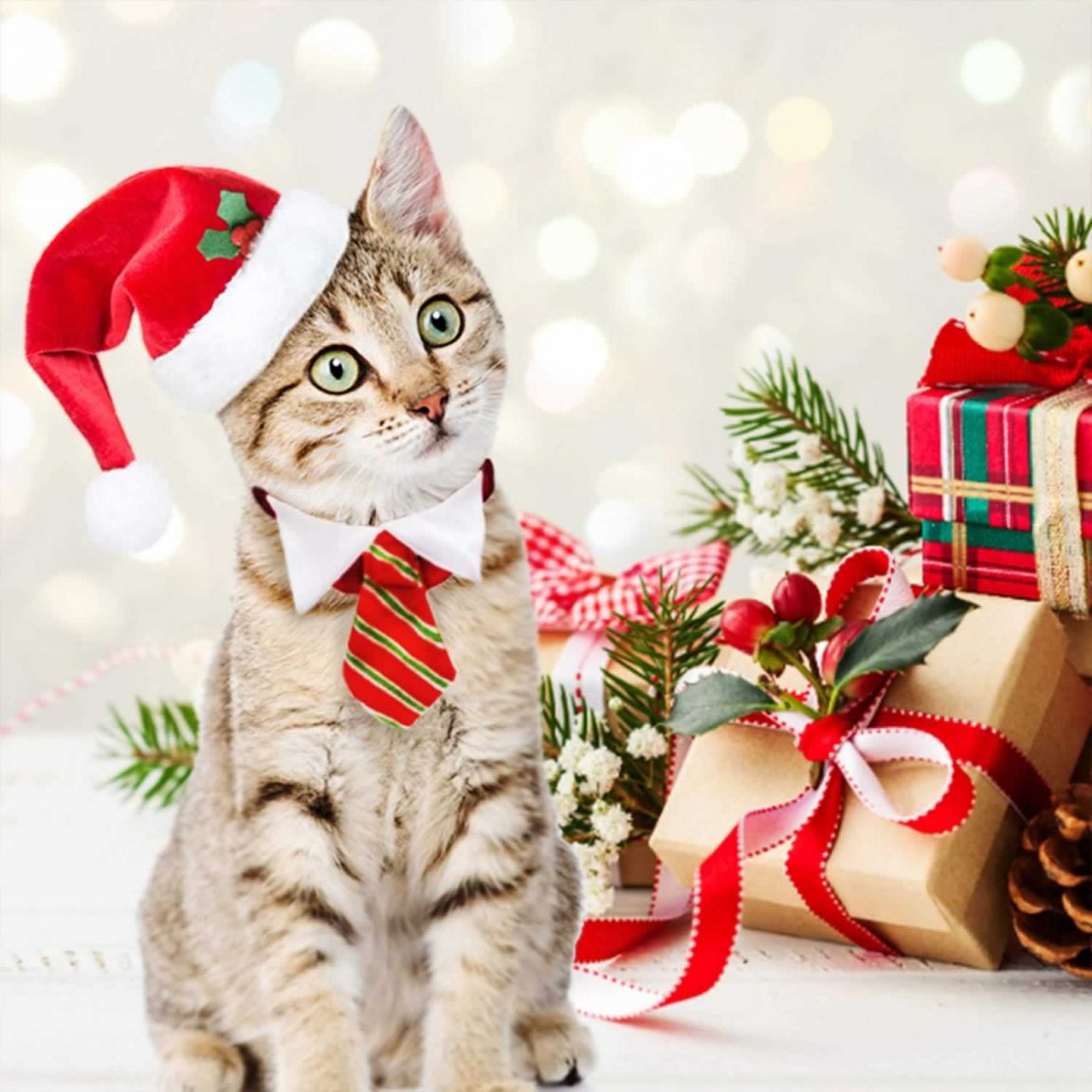30 superbes chats dans des décors de Noël que vous devriez absolument