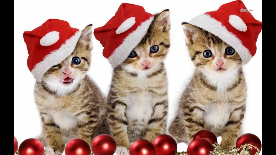 30 superbes chats dans des décors de Noël que vous devriez absolument voir! • MonChat.ca