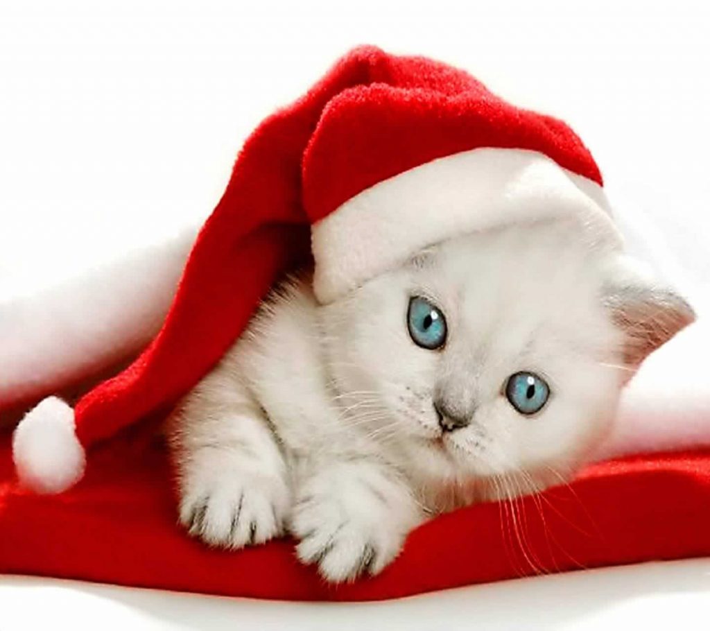 30 superbes chats dans des décors de Noël que vous devriez absolument voir! • MonChat.ca