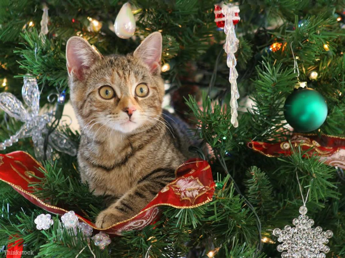 30 superbes chats dans des décors de Noël que vous devriez absolument voir! • MonChat.ca