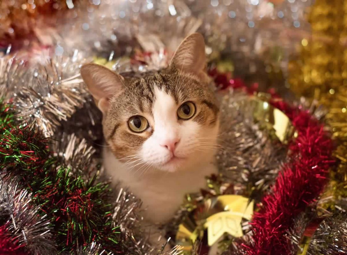 30 superbes chats dans des décors de Noël que vous devriez absolument voir! • MonChat.ca