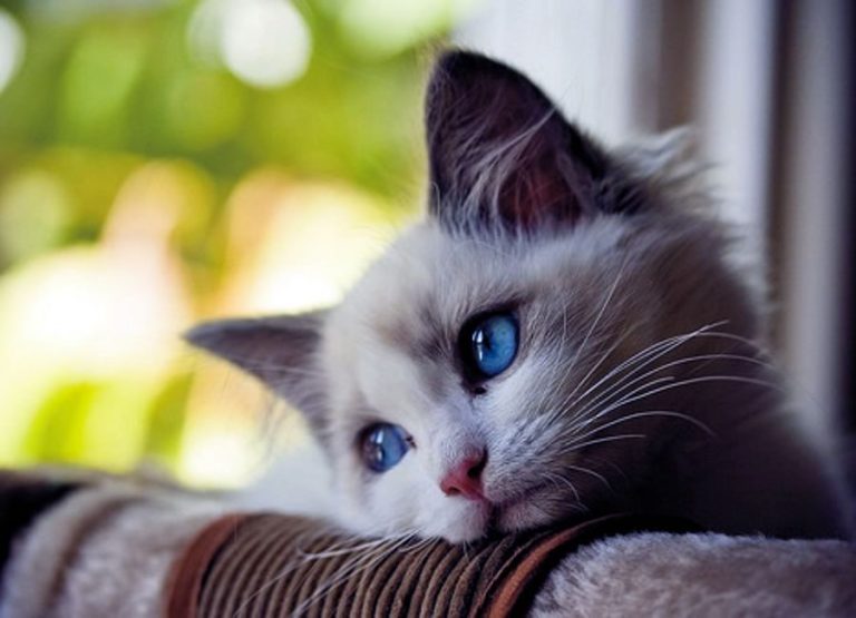 17 problèmes fréquents chez le chat et leurs solutions • MonChat.ca