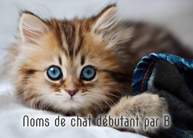 Noms De Chat Male Et Femelle Commencant Par B Monchat Ca