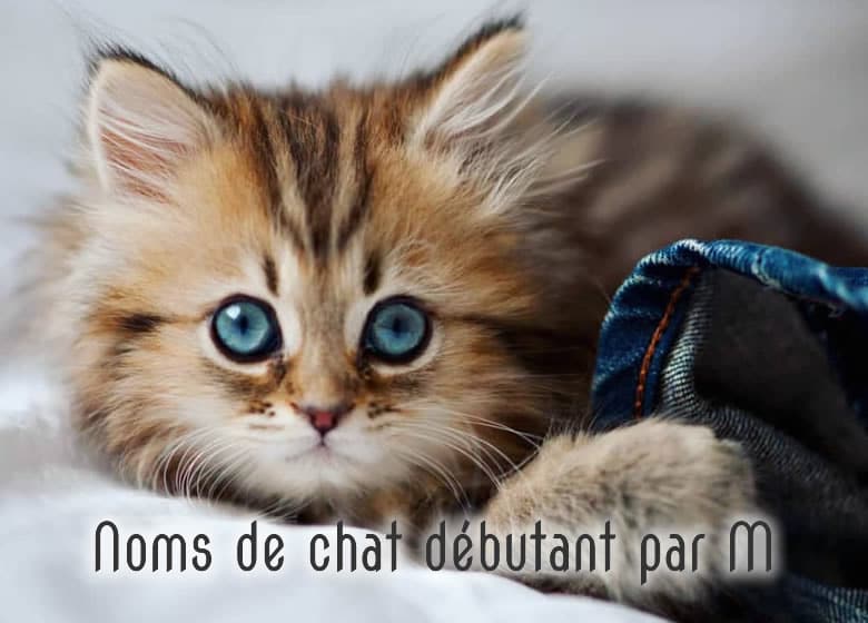 Noms De Chat Male Et Femelle Commencant Par M Monchat Ca