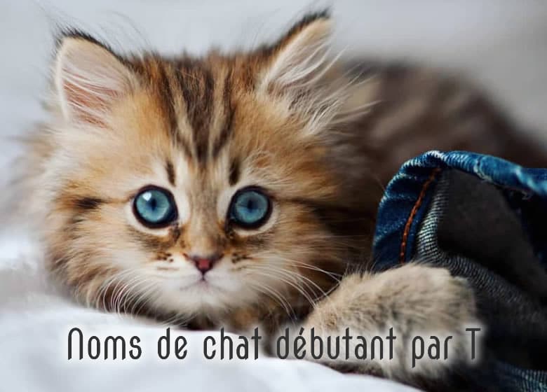 Noms De Chat Male Et Femelle Commencant Par T Monchat Ca