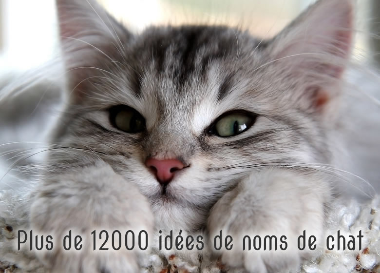 Idees De Noms De Chat La Plus Grande Liste Sur Le Net Monchat Ca