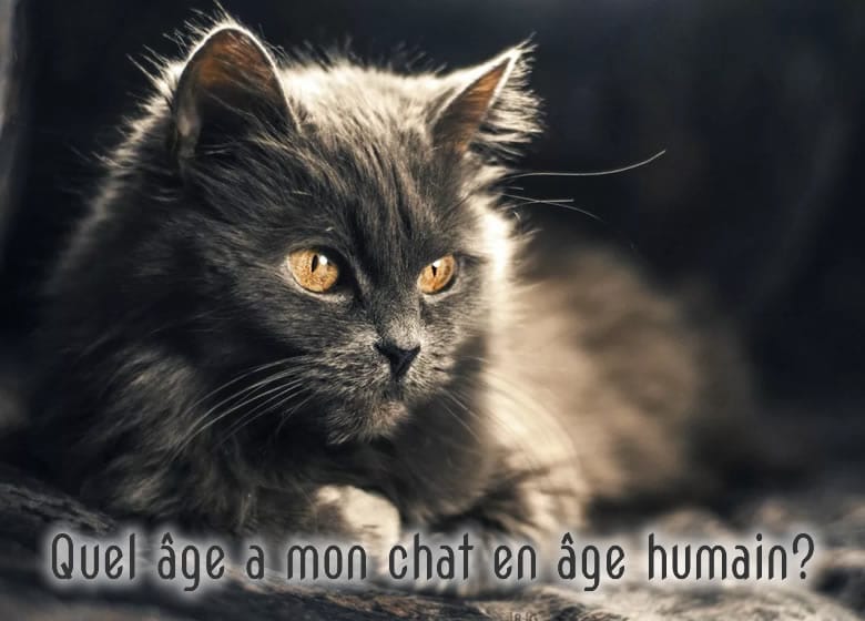 Quel Age A Mon Chat En Age Humain Monchat Ca