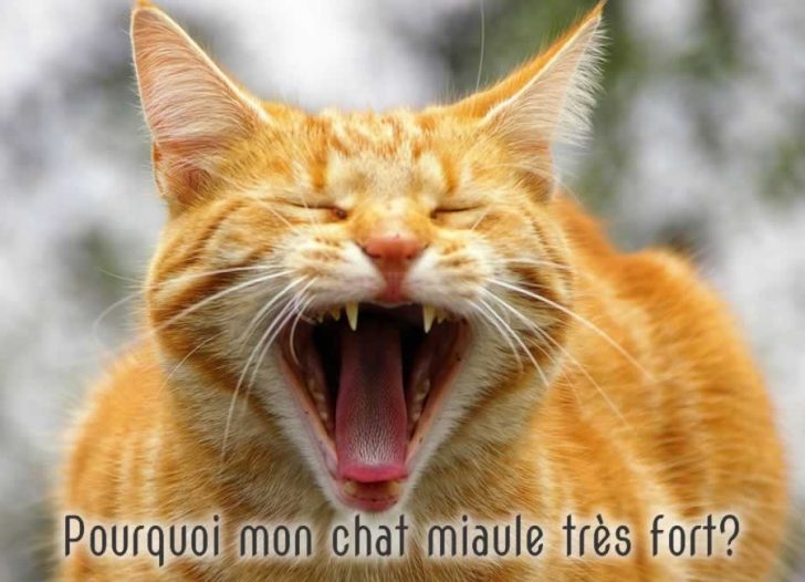 chat qui miaule beaucoup et fort