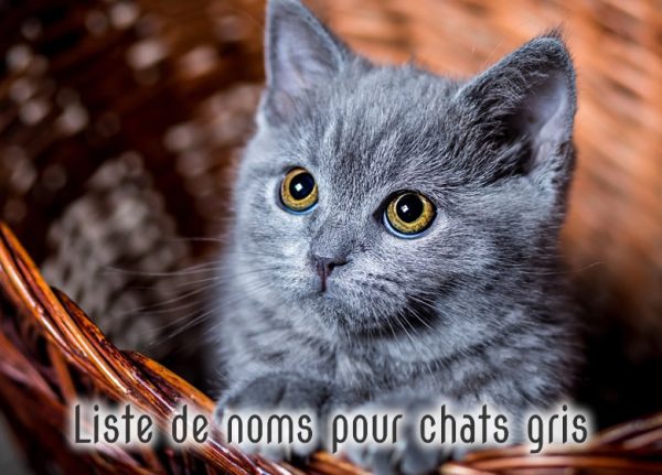 nom pour chat blanc et gris