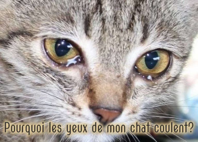 pourquoi les yeux de mon chat coule