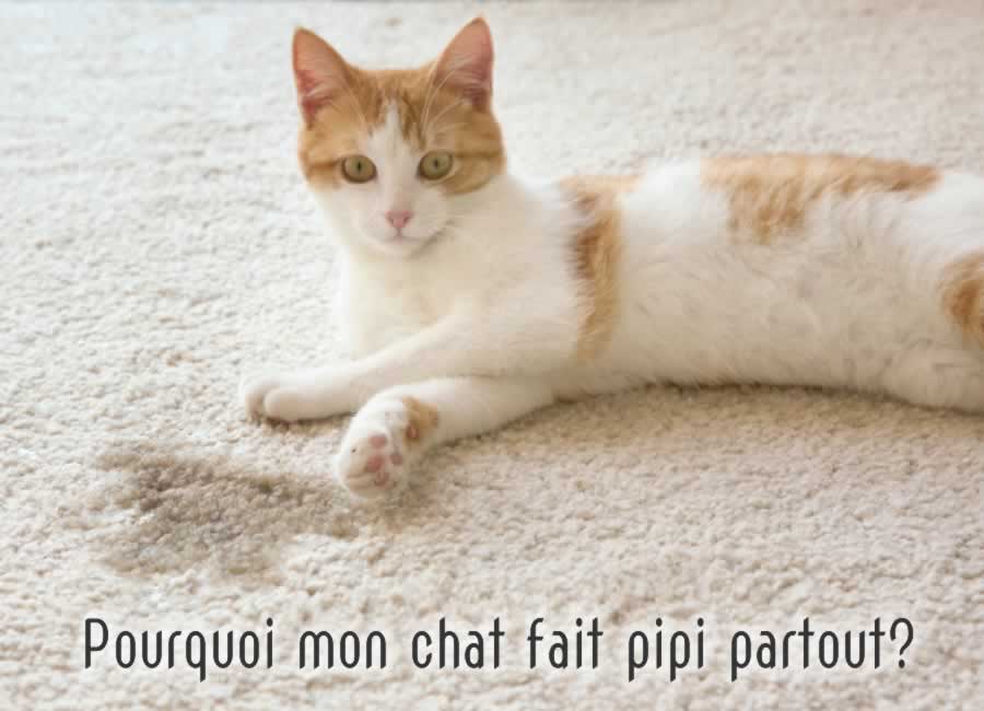 Pourquoi Mon Chat Fait Pipi Partout Que Faire Monchat Ca