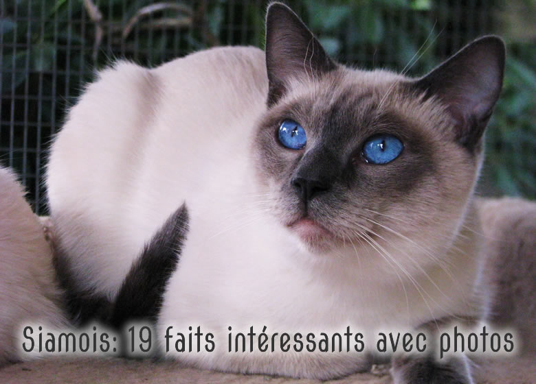 Siamois 19 Faits Interessants Avec Photos Monchat Ca