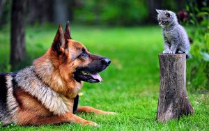 Fonds D Ecran De Chiens Et De Chats A Telecharger Gratuitement Monchat Ca