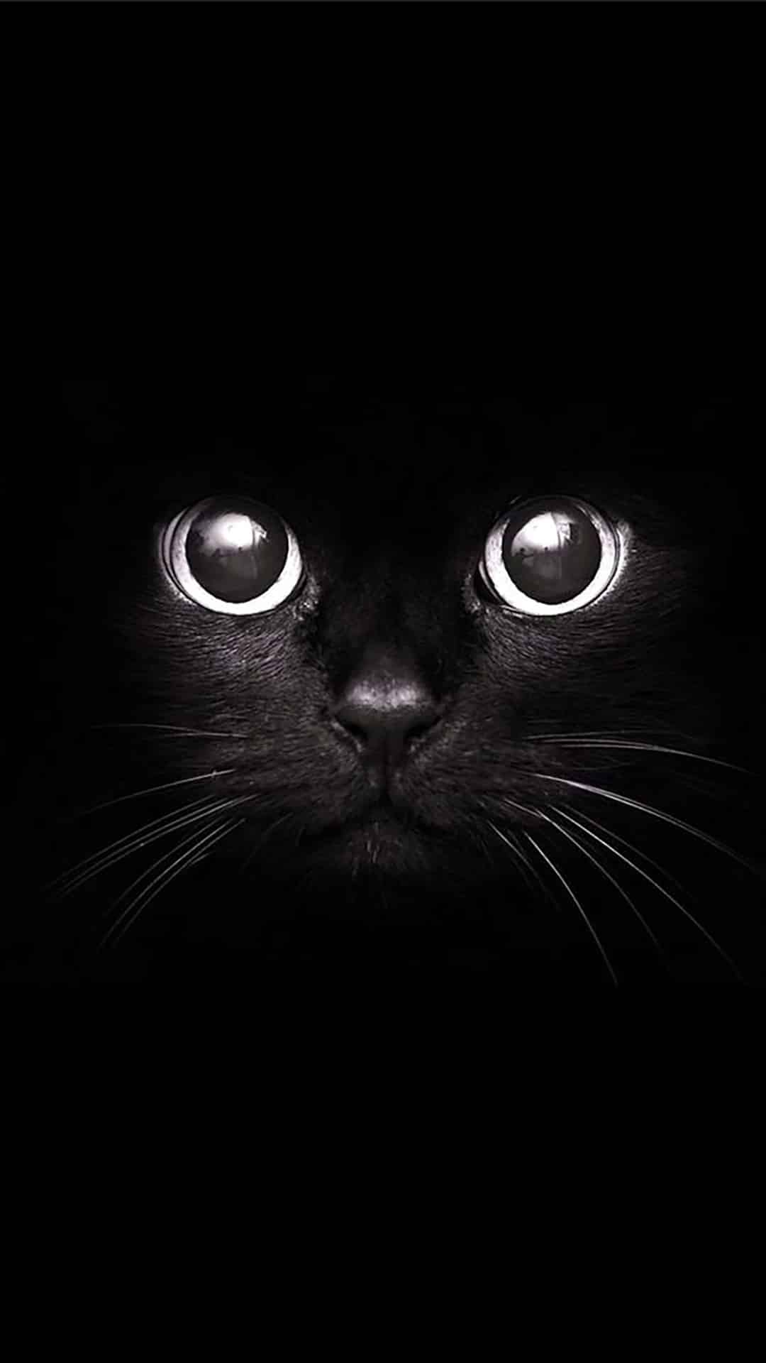 Fond d'écran HD pour téléphone: Un visage de chat noir sur ...