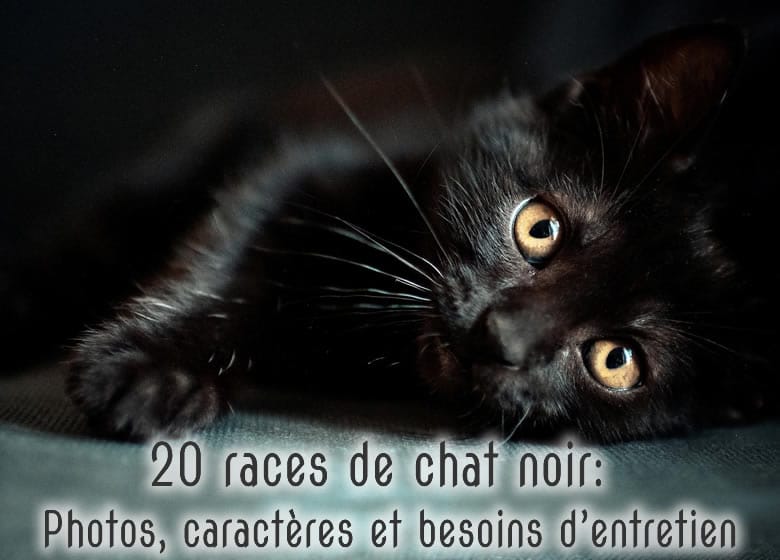 Races De Chat Noir Photos Caracteres Et Besoins D Entretien Monchat Ca