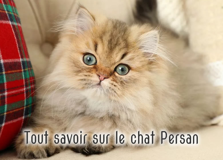 Le Chat Persan Tout Savoir Caractere Entretien Prix Sante Histoire Monchat Ca