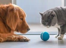 Chien vs chat: Lequel est le plus intelligent?