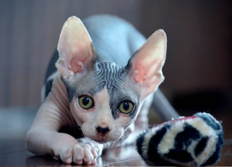 Le Chat Sphynx Caractere Apparence Entretien Photos Prix Et Plus Monchat Ca