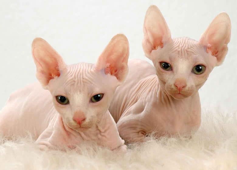 Le Chat Sphynx Caractere Apparence Entretien Photos Prix Et Plus Monchat Ca