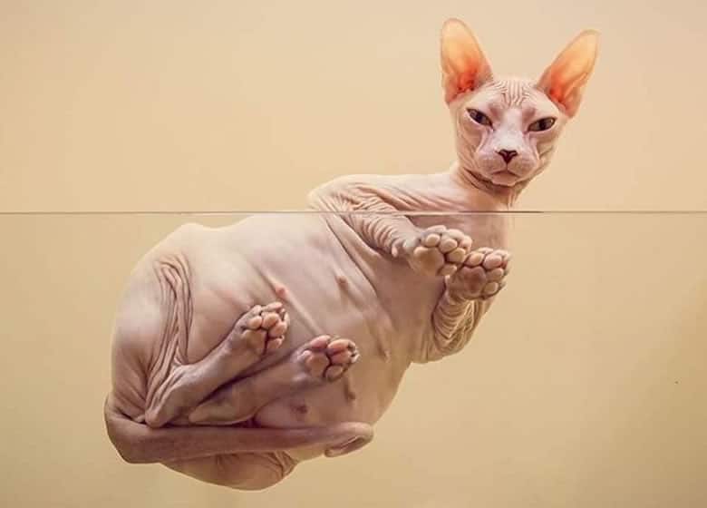 Le Chat Sphynx Caractere Apparence Entretien Photos Prix Et Plus Monchat Ca