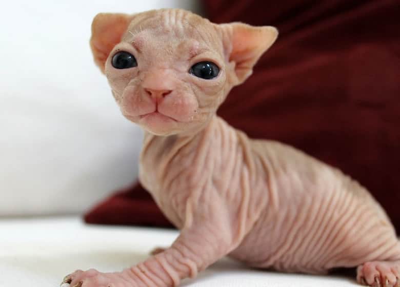 Le Chat Sphynx Caractere Apparence Entretien Photos Prix Et Plus Monchat Ca