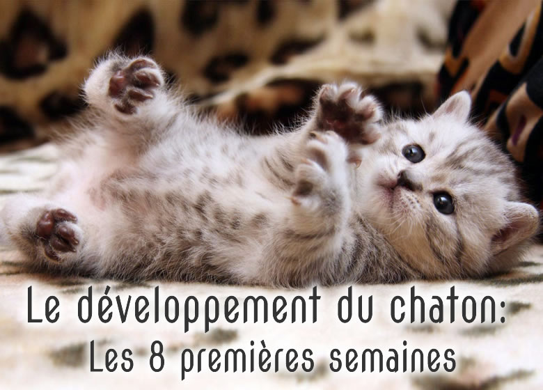 Le Developpement Du Chaton Les 8 Premieres Semaines Avec Photos Monchat Ca