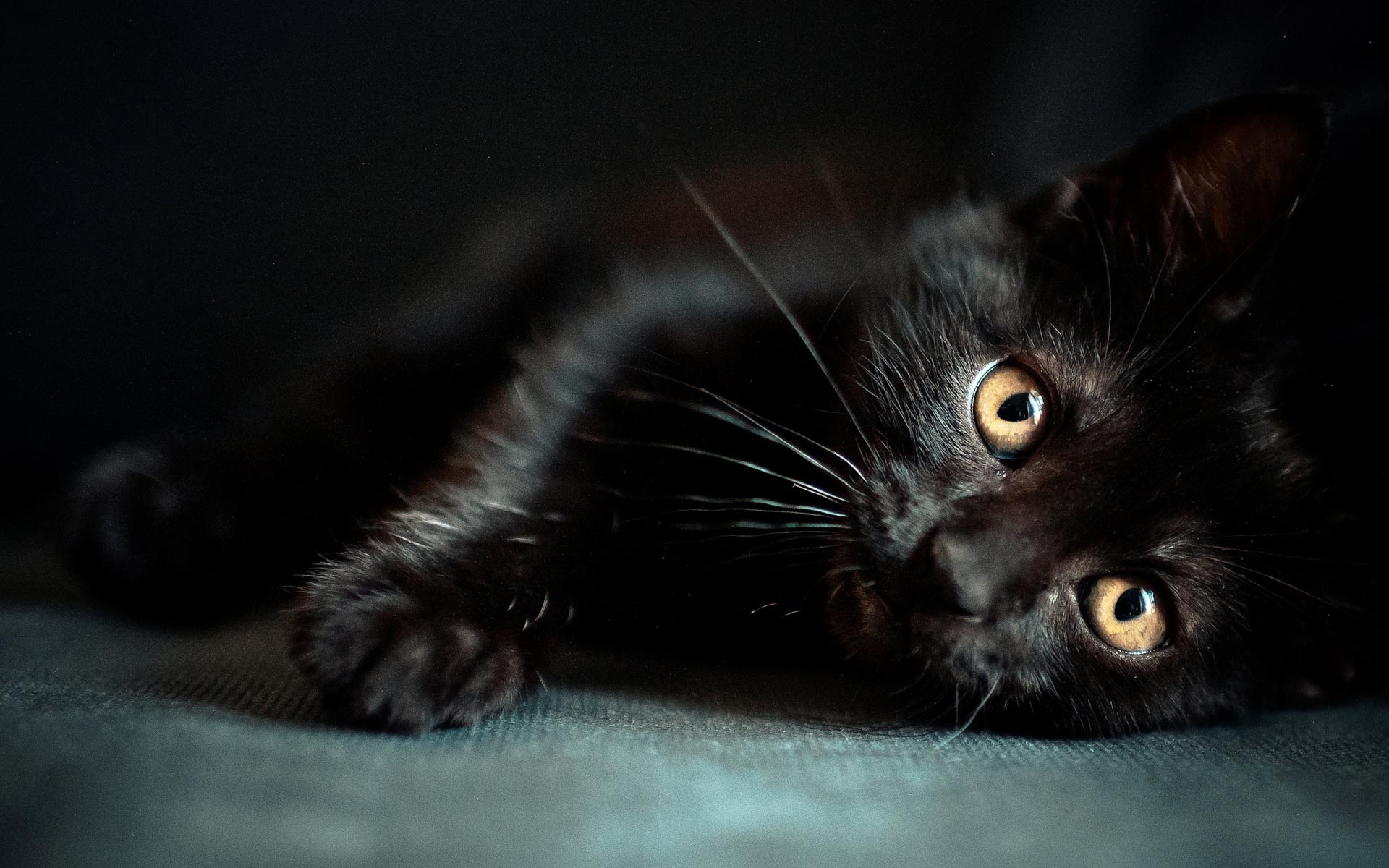 Caméra Chat Noir Regarde Le Dans Un Arrière-plan