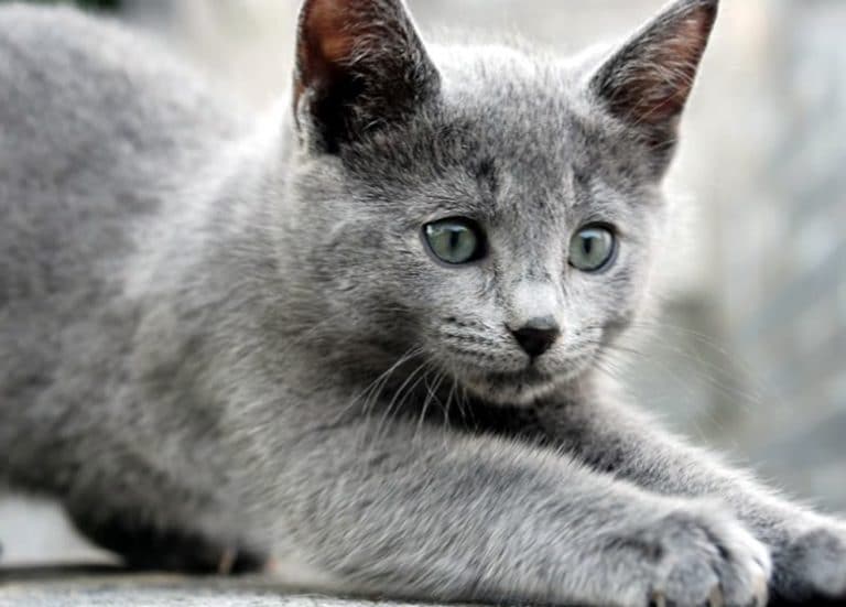 Le chat Bleu Russe: Caractère, Apparence, Entretien, Photos, Prix et