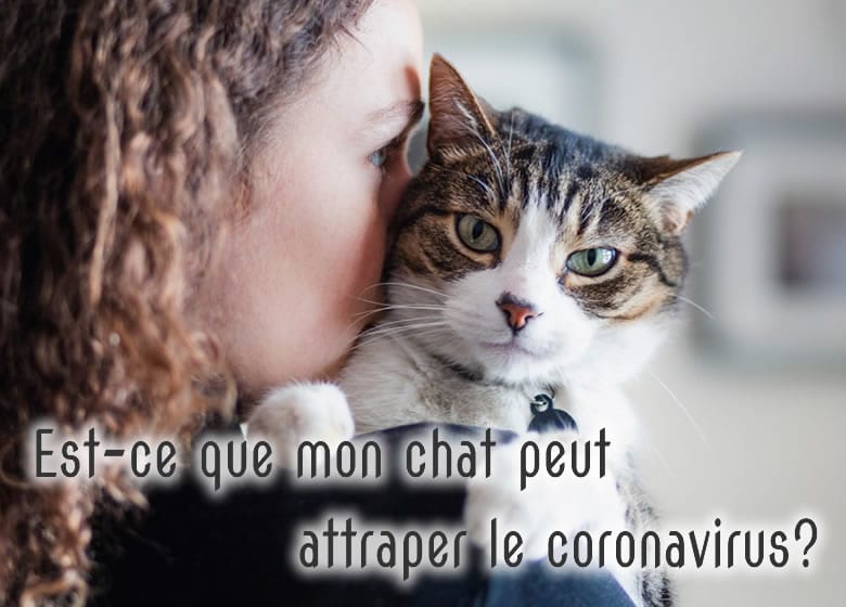 Est Ce Que Mon Chat Peut Attraper Le Coronavirus Monchat Ca