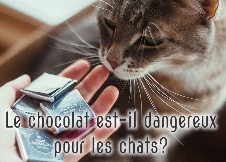 Le Chocolat Est Il Dangereux Pour Les Chats Monchat Ca
