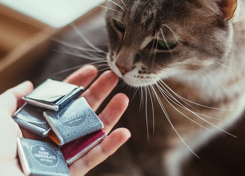 Le Chocolat Est Il Dangereux Pour Les Chats Monchat Ca