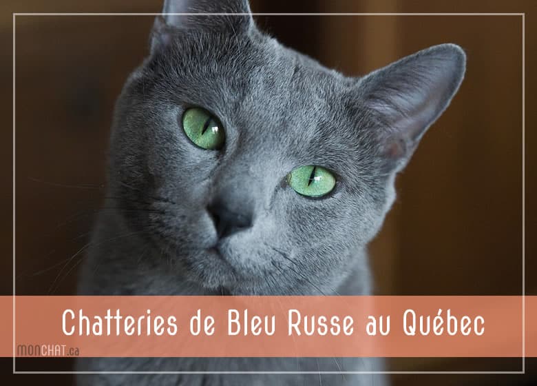 Chatteries de Bleu Russe au Québec • MonChat.ca