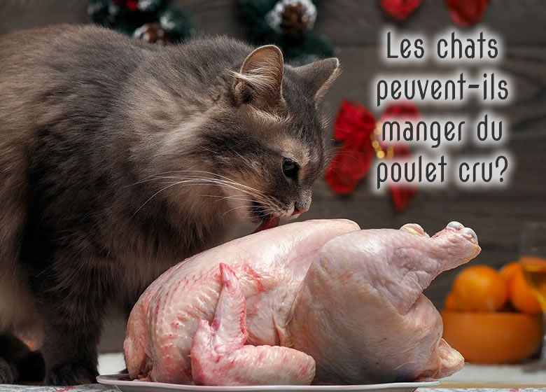 Les Chats Peuvent Ils Manger Du Poulet Cru Monchat Ca