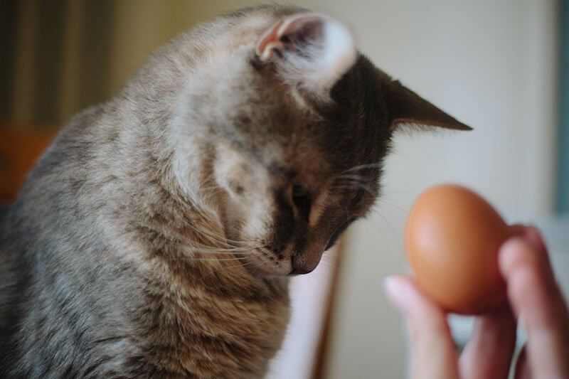 Le Chocolat Est Il Dangereux Pour Les Chats Monchat Ca