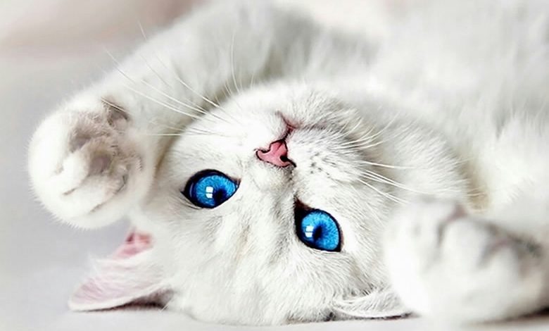 Quelle Est La Difference Entre Un Chat Albinos Et Un Chat Blanc Monchat Ca