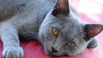 Noms De Chats Orange Et Roux Pour Femelles Et Males Monchat Ca