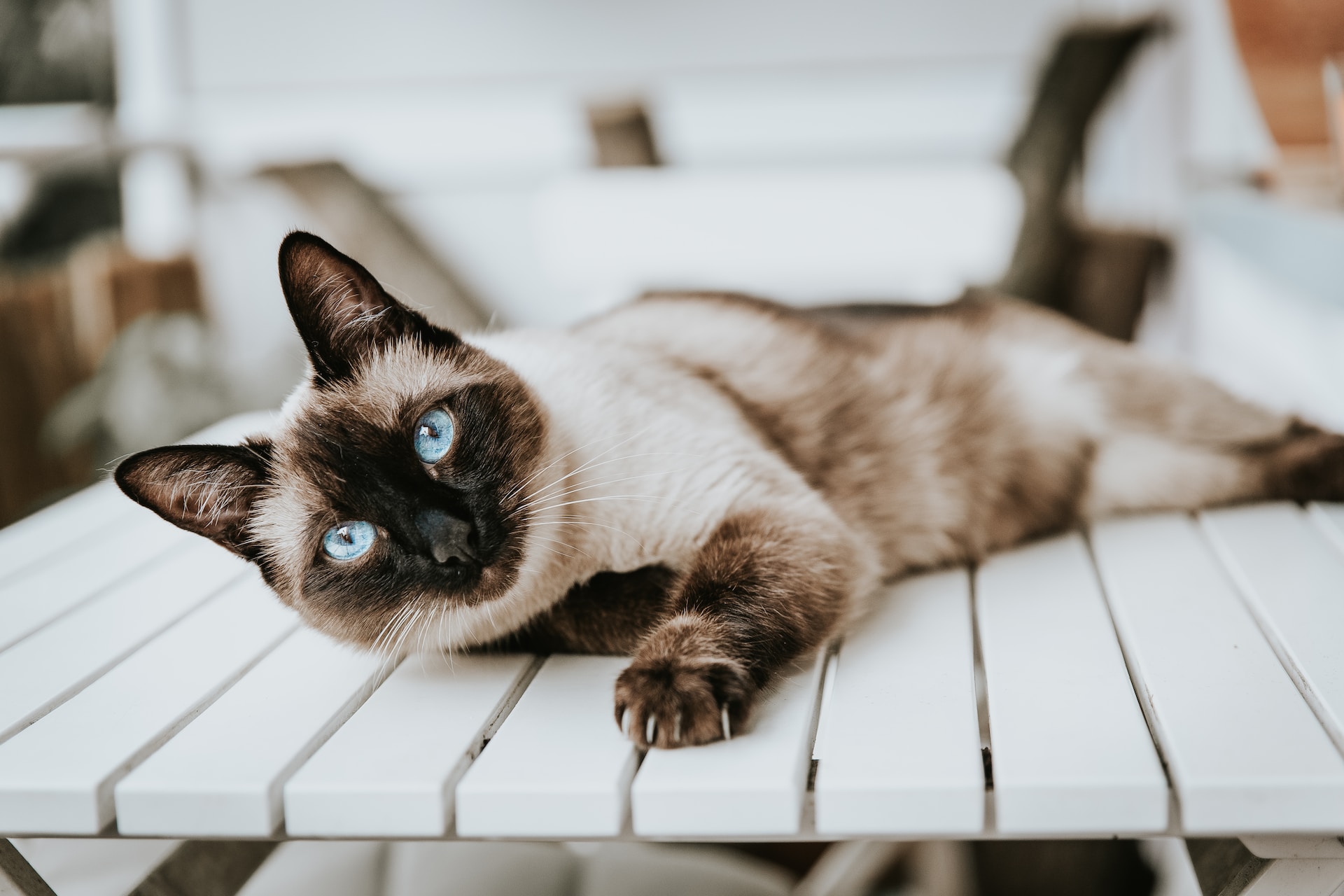Un chat siamois aux yeux bleus étendu sur le sol
